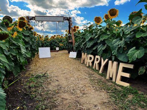 Proposal In Sunflower Field, Proposal Ideas Sunflowers, Sunflower Field Proposal, Sunflower Proposal, Proposal Set Up Ideas, Wedding Proposal Ideas Engagement, Set Up Ideas, Proposal Pictures, Small Theatre