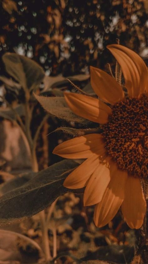 Fall Flowers Aesthetic, August Wallpaper Aesthetic, Fall Asthetic Wallpers, Boho Hippie Aesthetic Wallpaper, Sunflower Aesthetic, Sunflower Iphone Wallpaper, Abstract Wallpaper Design, Cute Fall Wallpaper, Iphone Wallpaper Fall