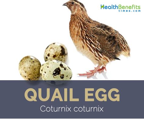 Quail facts and health benefits Button Quail, Better Vision, Asthma Remedies, Egg Benefits, Vitamin B2, Rich Food, Increase Metabolism, Quail Eggs, Vitamin B12