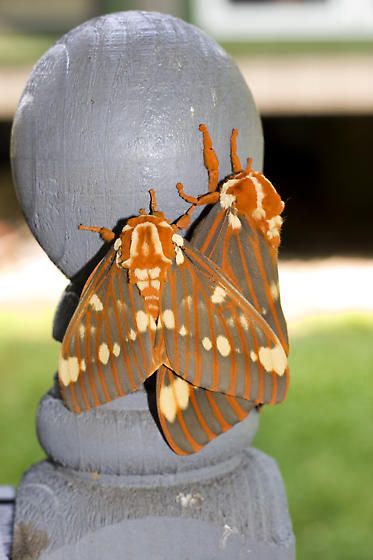 Regal Moth, Cute Moth, Foto Macro, Cool Insects, Moth Caterpillar, Cool Bugs, Moth Tattoo, Beautiful Bugs, Nature Posters