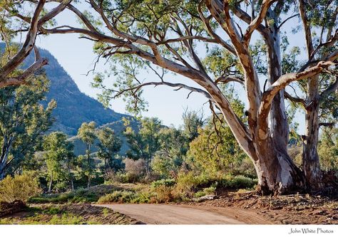 Flinders Ranges, Australian Landscapes, Australia Landscape, Gum Trees, Australian Trees, Australian Photography, Australian Landscape, Outback Australia, Australian Bush