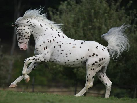 21 Horses With The Most Beautiful & Rare Colors In The World – Page 8 of 21 – InspireMore Spotted Appaloosa, Perlino Horse, Spotted Horse, Dark Grey Coat, Leopard Appaloosa, American Quarter Horse Association, Rare Colors, Pinto Horse, American Saddlebred