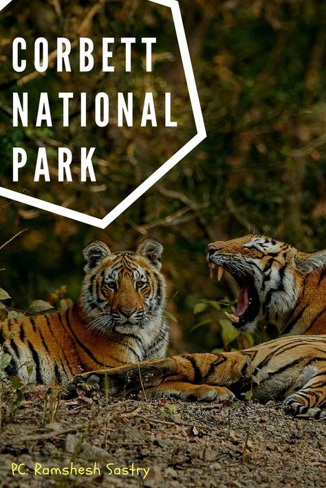 Overview of Jim Corbett National Park #wildlife National Parks In India, Geography Project, Corbett National Park, Jim Corbett National Park, Elephant Ride, Jim Corbett, Deadpool Wallpaper, Honeymoon Tour, Family Tour