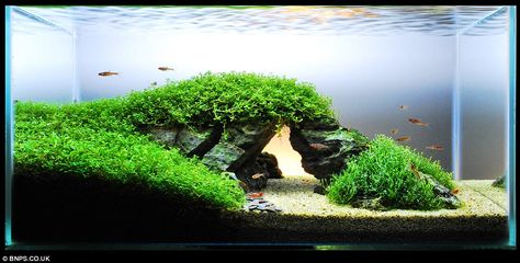 Zen And The Art Of Fish Tank Aqua Scaping, Cool Fish Tanks, Aquascape Design, Aquarium Terrarium, Fresh Water Fish Tank, Nano Aquarium, Shrimp Tank, Aquarium Setup, Aquarium Landscape