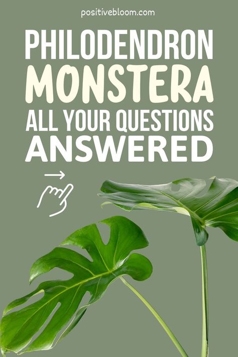 Find out everything about Philodendron Monstera and why you should get yourself one. Don't worry; you'll be well equipped to take care of it. Monstera Plant Care, Philodendron Plant, Philodendron Monstera, Houseplants Indoor, Monstera Plant, Green Life, Plant Collection, Plant Care, Container Gardening