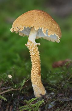 Deathcap Mushroom, Mushroom Mycelium, Cap Photo, Poisonous Mushrooms, Lichen Moss, Mushroom Pictures, Garden Mushrooms, Plant Fungus, Slime Mould