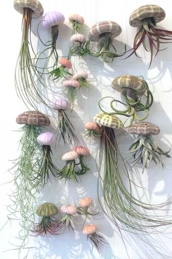 Air Plants Diy, Air Plants Decor, نباتات منزلية, Air Plant Display, Deco Nature, Plant Decor Indoor, Jelly Fish, Monstera Plant, House Plants Decor