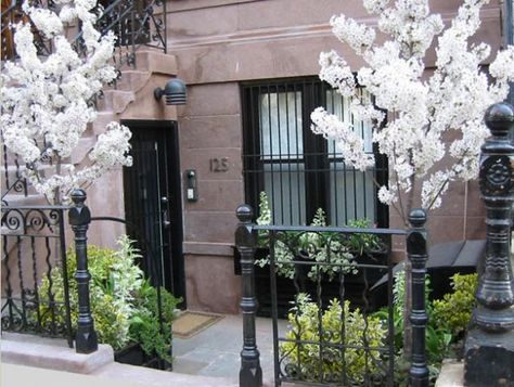 A tiny Manhattan front yard packed with flowering cherry trees, variegated shrubs, and juniper in boxes painted glossy black. Design by Elysian Landscapes. Brownstone Front Garden, Brownstone Entry, Brownstone Garden, Front Yard Planters, Manhattan Upper East Side, Nyc Garden, Entry Garden, Townhouse Garden, Flowering Cherry Tree