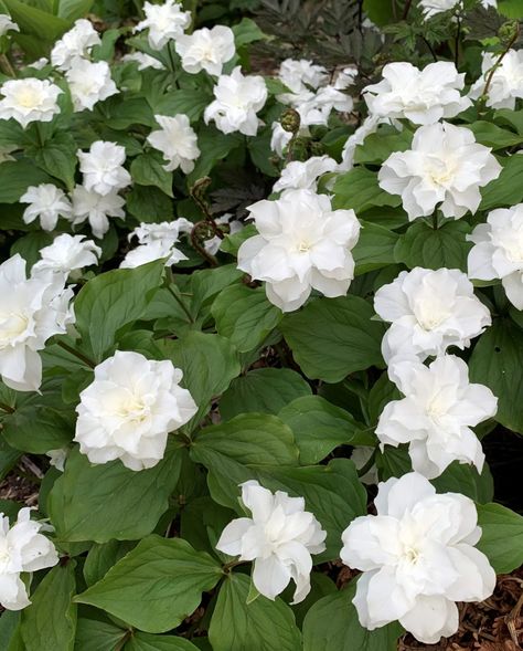 Trillium-Snow-Bunting Midwest Plants, Small Ornamental Trees, Michigan Garden, Snow Bunting, Michigan Gardening, Tall Ornamental Grasses, Trumpet Lily, Hans Hansen, Yellow Peonies