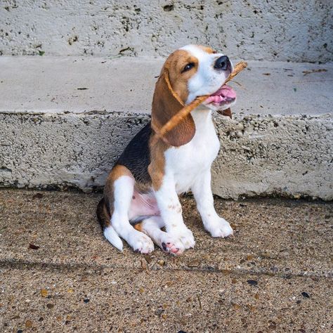 Beagles For Sale, Beagle Breeds, Beagle Puppies, Mckinney Texas, Beagle Mix, Beagle Puppy, Rhodesian Ridgeback, Older Dogs, Puppy Breeds