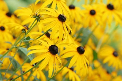 Echinacea Paradoxa, Yellow Echinacea, Louisiana Gardening, Coneflower Seeds, Yellow Coneflower, Garden Tools Design, Purple Coneflower, Cone Flowers, Full Sun Perennials