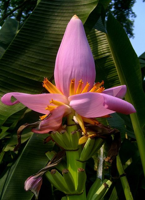 Mexican Jungle, Banana Flower, Pink Banana, Banana Plants, Areas Verdes, Green Stuff, Unusual Flowers, Airbrush Art, Rare Flowers