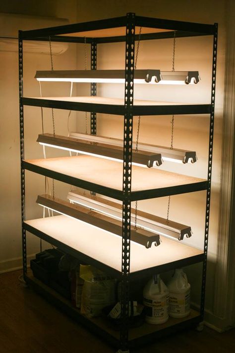 Diy Grow Light, Light Shelves, Indoor Seed Starting, Grow Light Stand, Indoor Grow Lights, Indoor Farming, Indoor Vegetables, Fall Planting, Starting Seeds Indoors