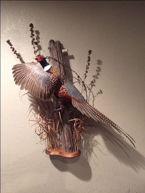 Pheasant Taxidermy Mount, Pheasant Mounts Ideas, Pheasant Mounts Taxidermy, Ice Goth, Pheasant Taxidermy, Pheasant Decor, Pheasant Mounts, Deer Mount Decor, Taxidermy Shop