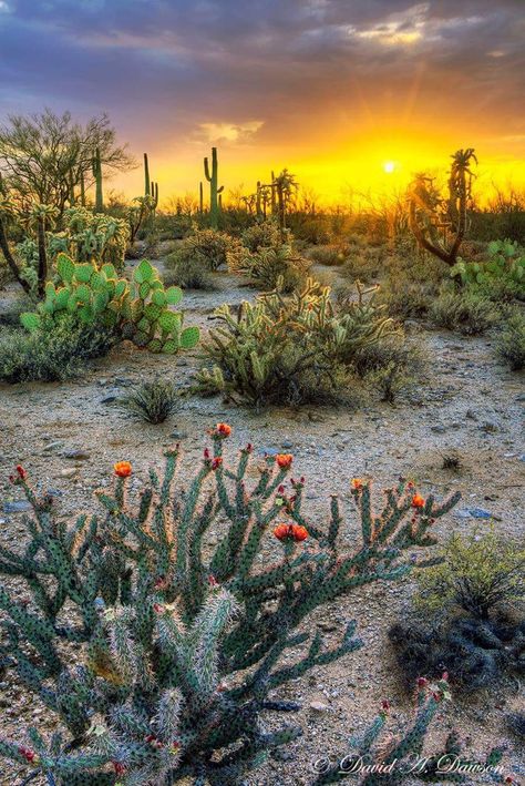 Distant Photography, Mountain Landscape Photography, Arizona Landscape, Landscape Photography Tips, Desert Life, Southwest Desert, Landscape Designs, Desert Cactus, Desert Sunset