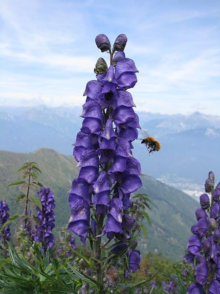 Deadly Garden, Aconitum Napellus, Mary Garden, Poison Garden, Greek Flowers, The Greeks, Poisonous Plants, Flower Plants, Herbaceous Perennials