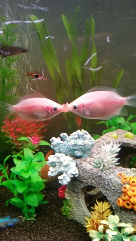 Pair of pink kissing gouramis Kissing Gourami Fish, Pink Sea Animals, Pink Fish Aesthetic, Fish Kissing, Pretty Fish Aesthetic, Pink Aquarium, Kissing Gourami, Fish Pretty, Colorful Fish Aesthetic