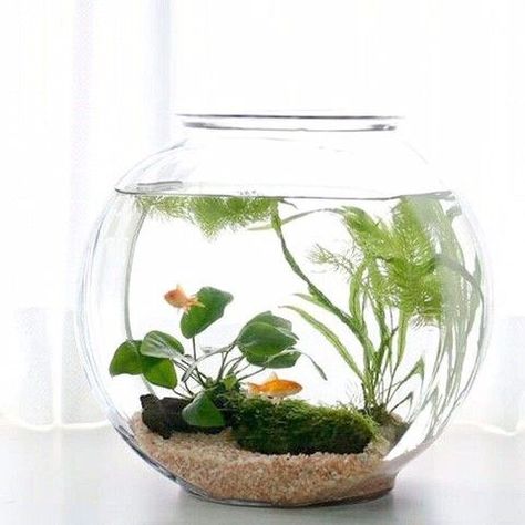 45 Stunning Aquarium Design Ideas for Indoor Decorations Orchid Terrarium, Taman Air, Small Fish Tanks, Mini Aquarium, Indoor Water Garden, Mini Terrarium, Garden Shelves, Smart Tiles, Aquarium Design