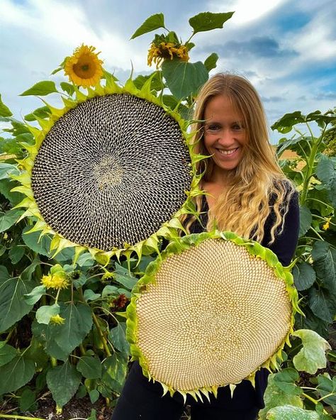 Sunflower Heads, Mammoth Sunflower, New Food Trends, Harvest Festivals, Sunflower Head, Growing Sunflowers, Giant Sunflower, Planting Sunflowers, Many More To Come