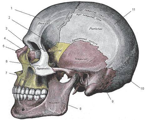 Thumbnail for version as of 15:49, 14 September 2005 Skull Side View, Human Skull Anatomy, Skull Anatomy, Skull Reference, 얼굴 그리기, Human Figure Drawing, Anatomy For Artists, Skull Illustration, Human Skull