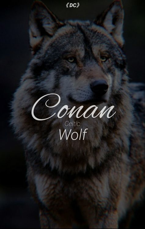 Names With Animal Meanings, Wolf Names And Meanings, Celtic Male Names, Names Meaning Wolf, Male Wolf Names, Celtic Names And Meanings, Wolf Names Ideas, Viking Names And Meanings, Wolf Names