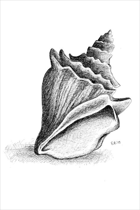 A print of my original micro-pen drawing of a conch shell, inspired by the beaches of Madison, Connecticut. A perfect addition to the home of any ocean lover! Product is archival ink printed on high quality hot-press watercolor paper, smooth textured with a bright natural white surface.  Print comes lovingly and carefully hand-packaged; frame not included. Initialed by artist. Seashell Charcoal Drawing, Shell Biro Drawing, Shell Ink Drawing, Drawings Of Seashells, Conch Shell Sketch, Drawing Of Shells, Natural Form Drawing, Micro Pen Drawing, How To Draw Shells