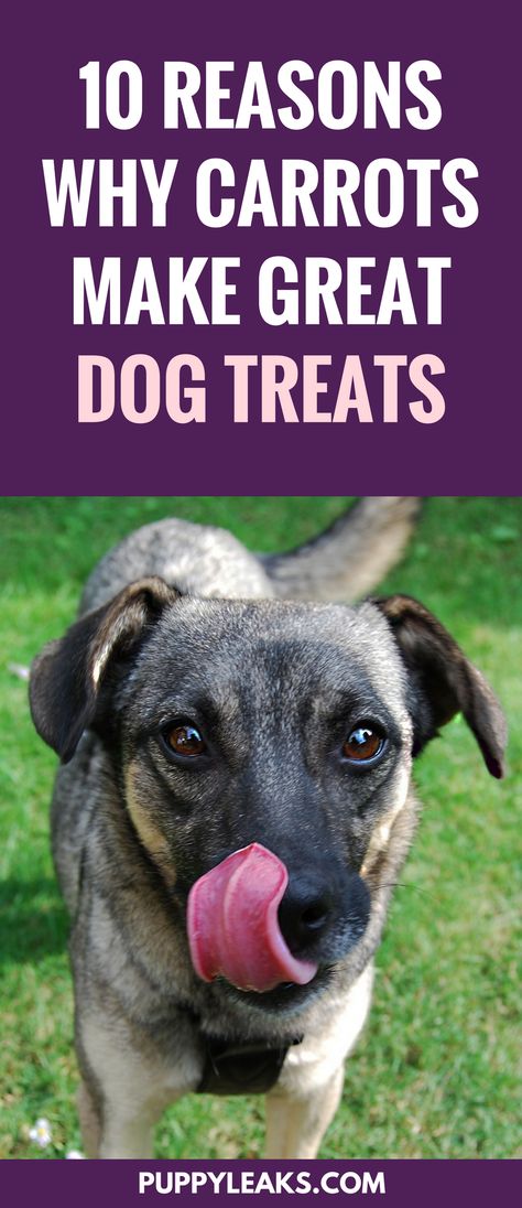 Carrots are my favorite veggie to use as dog treats. They're low in calories, easy to prepare, and my dog absolutely loves them. Here's 10 benefits of giving your dog carrots. Flavored Biscuits, Dog Life Hacks, Carrot Dogs, Dog Training Books, Easy Dog Treats, Dog Treats Homemade Recipes, Dog Health Tips, Diy Dog Treats, Dog Health Care