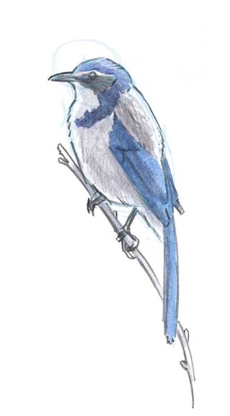 How to draw a bird: Scrub Jay Step-by-Step Demonstration - John Muir Laws John Muir Laws, Draw A Bird, Scrub Jay, Drawing Birds, Blue Jay Bird, Bird Sketch, Pencil Sketch Drawing, Paint Nite, Field Notes