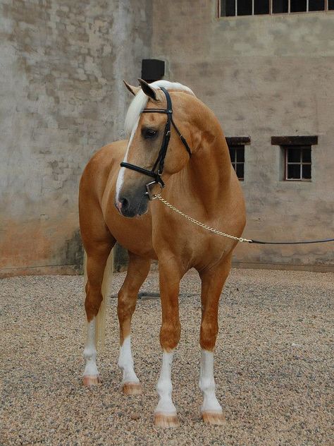 Cavalo Palomino, Palomino Horses, Social Health, Palomino Horse, Most Beautiful Horses, Most Beautiful Animals, Majestic Horse, Horses And Dogs, All The Pretty Horses