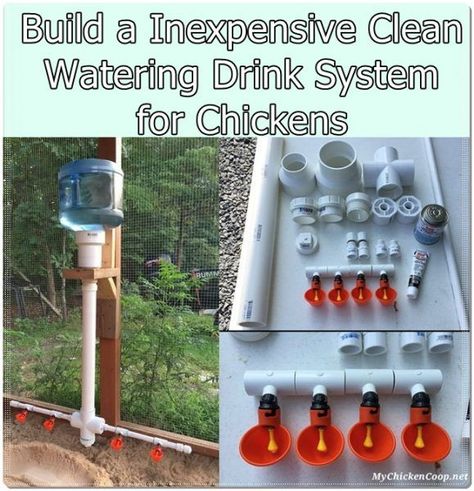 Build a Inexpensive Clean Watering Drink System for Chickens Homesteading  - The Homestead Survival .Com Chicken Watering System, Chicken Feeder Diy, Chicken Houses, Backyard Chicken Coop Plans, Chicken Waterer, Chicken Pen, Chicken Tractors, Diy Chicken Coop Plans, Chicken Feeders