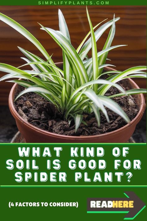 Soil is the growing medium that provides your spider plants with all the essential nutrients needed by them for healthy growth. But every plant has different needs, and thus the requirement of soil also varies. So, What is the best soil for spider plants? Let’s find out! #simplifyplants #houseplant #houseplantindoor #houseplantsindoorairpurifying #lowlightplants #spiderplantcare #chlorophytumcomosum Mother Of Thousands Plant, Spider Plant Care, Air Plant Garden, Snake Plant Care, Outside Plants, Household Plants, Plant Care Houseplant, Spider Plant, Plant Help