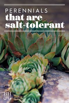 You may get a high salt content in your soil if you live by a coast but you can also get areas of salty soil from winter deicing and plowing. If you can't get the salt levels balanced lean on these salt-tolerant garden plants. #gardening #gardenideas #perennialtips #perennialflowers #perennialgarden #bhg You may get a high salt content in your soil if you live by a coast but you can also get areas of salty soil from winter deicing and plowing. If you can't get the salt levels balanced lean on th Salt Tolerant Plants, Impatient Flowers, Succulent Garden Outdoor, Pool Plants, Coast House, Drought Resistant Plants, Bush Plant, Zone 7, Plant Zones