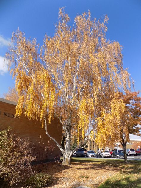 Betula pendula 'Dalecarlica'  Cutleaf Weeping Birch Zone 2 H: 40ft S: 25-30ft Weeping Birch Tree, Weeping Birch, Betula Pendula, Western Washington, Plant Identification, Zone 2, Unique Trees, Fall Plants, Garden Trees