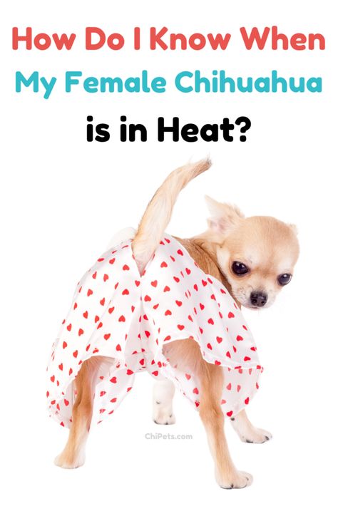 How Do I Know When My Female Chihuahua is in Heat Pin Chihuahua Facts, Female Dog In Heat, Dog In Heat, Dog Leash Training, Heat Lamp, Dog Health Tips, Chihuahua Lover, Dog Parents, Chihuahua Dogs