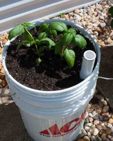 Growing In 5 Gallon Buckets, Gardening Bucket Caddy Diy, Planting In Buckets Container Gardening, Self Watering Container Garden, 5gallon Bucket Planter, Diy 5 Gallon Bucket Planter, Tomato Plants In 5 Gallon Buckets, Plastic Bucket Planters, Self Wicking 5 Gallon Bucket