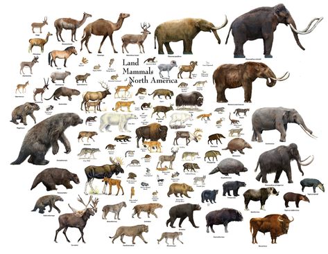 Pleistocene Animals, Pleistocene Megafauna, Biodiversity Loss, Spec Evo, Prehistoric Mammals, Prehistoric Wildlife, The Odd Ones Out, Prehistoric Art, Big Animals