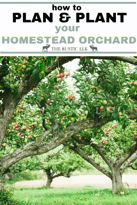 Portage Garden, Homestead Planning, Homestead Orchard, Arizona Backyard Landscaping, Orchard Ideas, Fruit Trees Backyard, Home Orchard, Small Homestead, Planting Fruit Trees