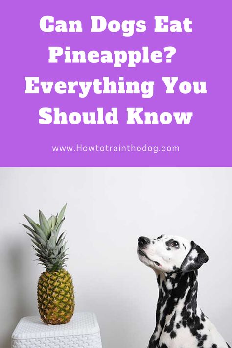 Can Dogs Eat Pineapple? Your Complete Guide to Safely Sharing Pineapples with Your Pet  #candogseat #dogcare Pineapple Core, Puppy 101, Canned Pineapple, Dog Nutrition, Kitten Care, Healthy Pets, Can Dogs Eat, Pet Insurance, Puppy Care