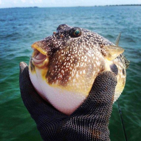 Liz Climo, Happy Jar, Puffer Fish, Underwater Life, Cute Animal Pictures, Animal Photo, Animals Beautiful, Animal Pictures, Fish Pet