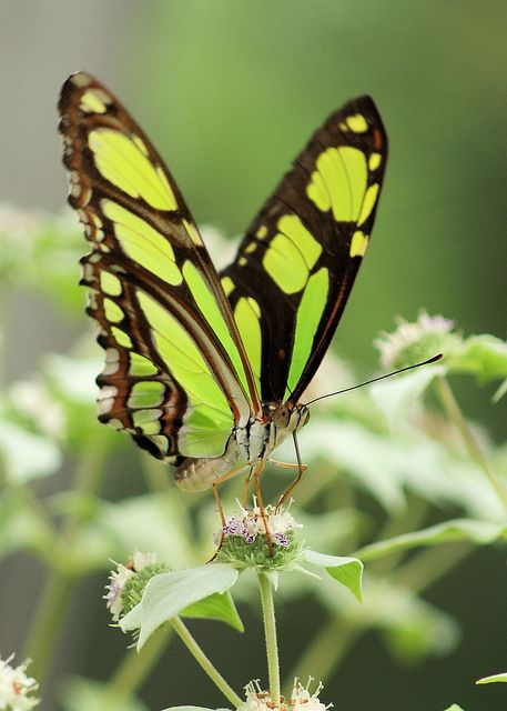 Malachite (Siproeta stelenes) Types Of Butterflies, Beautiful Butterfly Photography, Butterfly Species, Moth Caterpillar, Butterfly Photos, Beautiful Bugs, Butterfly Pictures, Butterfly Kisses, Airbrush Art