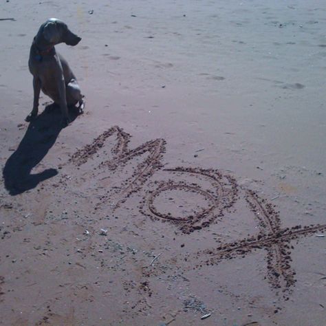 Fun way to take a photo of your dog on the beach. Maybe add the date too. Beach Dog Photos, Family Dog Photos, Dog On The Beach, Dog Frames, Photos With Dog, Dog Photoshoot, Dog Photograph, Beach Pictures Poses, Photographs Ideas