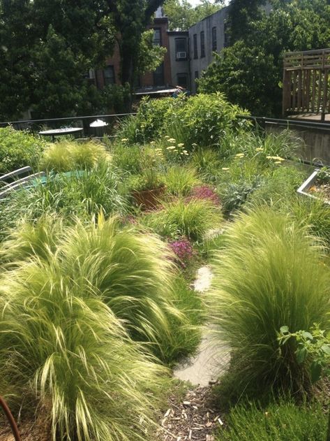 mexican-feather-grass-brooklyn-roof-garden-gardenista Mexican Feather Grass, Growing Grass, Grasses Landscaping, Grasses Garden, Rooftop Garden, Plants And Flowers, Roof Garden, Ornamental Grasses, Green Roof