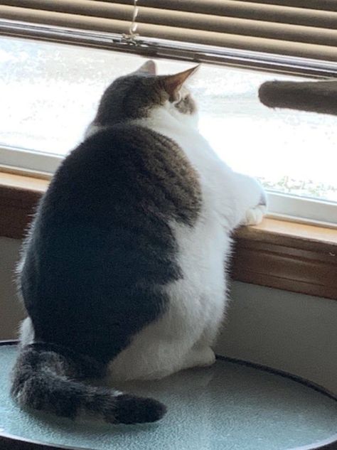 Chonky Cat, Obese Cat, Cute Fat Cats, Fat Animals, Cute Animal Memes, Cat Mom Shirts, Fat Cat, Silly Animals