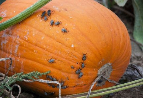 PProtect your cucumbers, pumpkins, squash, and other gourds from squash bugs by following these simple tips for removal and prevention. Get Rid Of Squash Bugs, Organic Insecticide, Squash Bugs, Squash Plant, Organic Gardening Pest Control, Garden Bugs, Stink Bugs, Japanese Beetles, Garden Insects