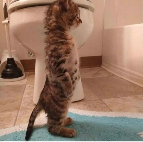 Silly Kitty, Silly Kitties, Cat Stands, Cats Pictures, Silly Cats Pictures, Funny Cat Memes, Silly Animals, Cat Aesthetic, Funny Cute Cats