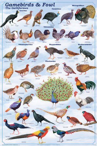 Laminated Gamebirds and Fowl Poster -- More info could be found at the image url.Note:It is affiliate link to Amazon. #PosterPrint Gamebirds, Game Fowl, Bird Identification, Diy Bird Feeder, Cattle Farming, Bird Hunting, Animale Rare, Kinds Of Birds, Game Birds