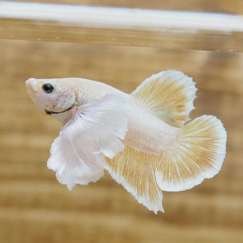 As its name, this betta fish has very big a pair of pectoral fins (Dumbo) and also called elephant ears betta because of the size. Elephant Ear Betta Fish, Dumbo Ear Betta, Dumbo Ears, Betta Fish Types, Fish Breeding, Gold Elephant, Elephant Ears, Phish, Freshwater Aquarium