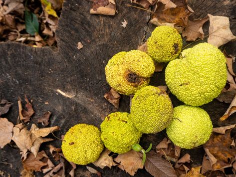 The surprising ancient history of the hedge apple Maclura Pomifera, Hedge Apples, Neolithic Revolution, Archery Bows, Green Fruit, Unique Trees, Orange Tree, Weird Stories, Trees And Shrubs