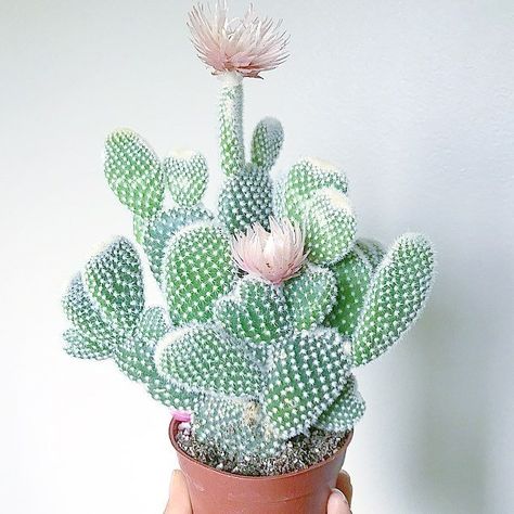 Indoor Cactus Plants, Kaktus Dan Sukulen, Cactus House Plants, Cactus Terrarium, Tanaman Indoor, Indoor Cactus, Alpine Plants, Cactus Decor, Decoration Plante