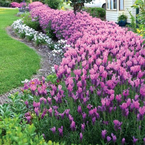 Lavender bandera purple Dwarf Spanish lavender L.stoechas AUCTION IS FOR 12 PLANTS 5 cm pots Approx 4-6 cm (small) photos indicative Evergreen pe... Lavender Hidcote, Rose Palette, Spanish Lavender, Lavender Plants, Front Yard Plants, Yard Plants, Diy Garden Trellis, Princess Flower, Border Plants